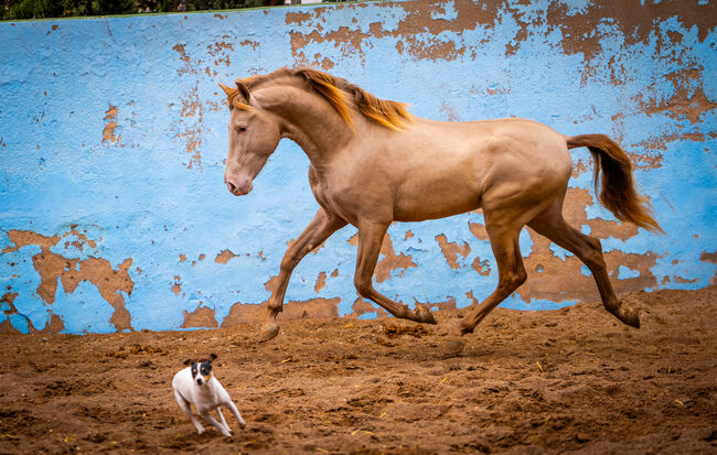 PRE Junghengst 3 Jahre champagne / full papers, Post-Your-Horse.com (Caballoria S.L.), Horses For Sale, Rafelguaraf