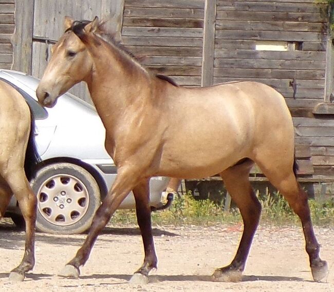 PRE Junghengst aus 2021 in Sonderfarbe, Post-Your-Horse.com (Caballoria S.L.), Horses For Sale, Rafelguaraf, Image 9