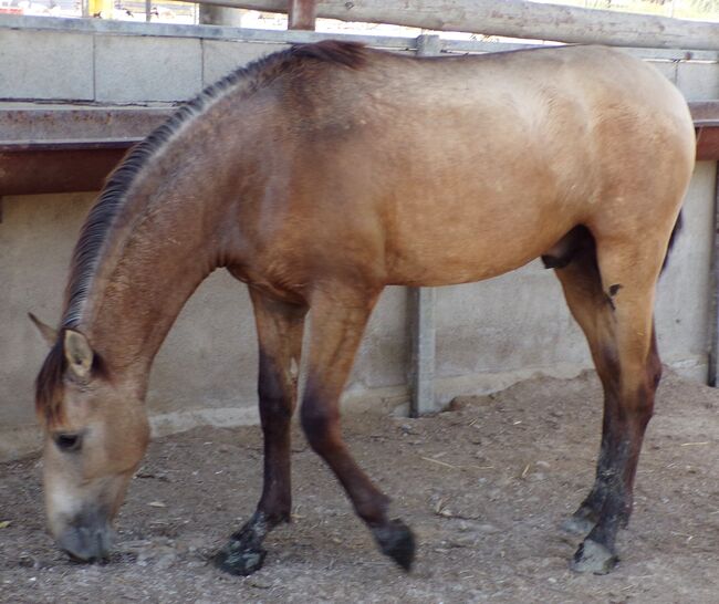 PRE Junghengst aus 2021 in Sonderfarbe, Post-Your-Horse.com (Caballoria S.L.), Horses For Sale, Rafelguaraf, Image 4