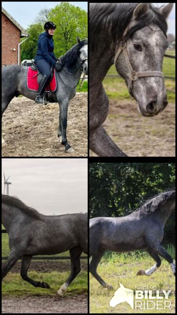PRE Junghengst direkt vom Züchter, ISPA - Iberische Sportpferde Agentur (ISPA - Iberische Sportpferde Agentur), Pferd kaufen, Bedburg, Abbildung 7