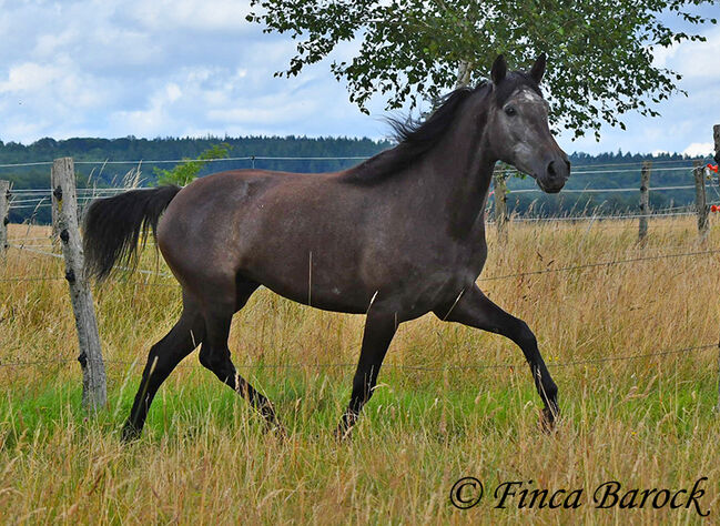 PRE, Stute, Schimmel, 162 cm, 5 Jahre, angeritten, Alex, Konie na sprzedaż, wiebelsheim, Image 6