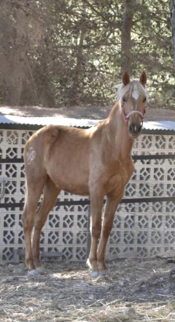 PRE Stutfohlen 2 Jahre Palomino, Yeguada Trébol, Konie na sprzedaż, Alcoy, Image 5