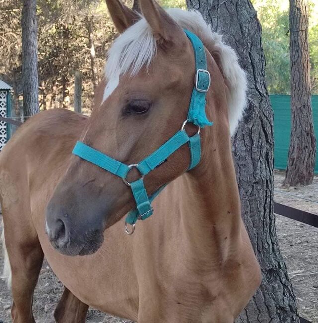 PRE Stutfohlen 2 Jahre Palomino, Yeguada Trébol, Konie na sprzedaż, Alcoy, Image 2