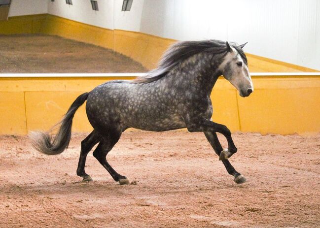 PRE Mähnenkracher der Extraklasse Torreluna Show oder mehr, Post-Your-Horse.com (Caballoria S.L.), Horses For Sale, Rafelguaraf, Image 10