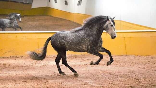 PRE Mähnenkracher der Extraklasse Torreluna Show oder mehr, Post-Your-Horse.com (Caballoria S.L.), Horses For Sale, Rafelguaraf, Image 18