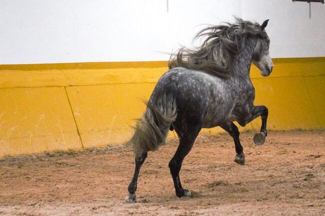 PRE Mähnenkracher der Extraklasse Torreluna Show oder mehr, Post-Your-Horse.com (Caballoria S.L.), Horses For Sale, Rafelguaraf, Image 16