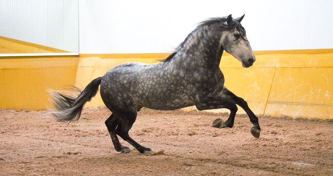 PRE Mähnenkracher der Extraklasse Torreluna Show oder mehr, Post-Your-Horse.com (Caballoria S.L.), Horses For Sale, Rafelguaraf, Image 3