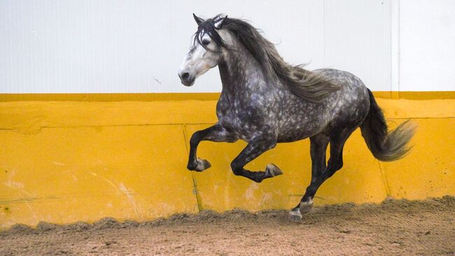 PRE Mähnenkracher der Extraklasse Torreluna Show oder mehr, Post-Your-Horse.com (Caballoria S.L.), Horses For Sale, Rafelguaraf, Image 9