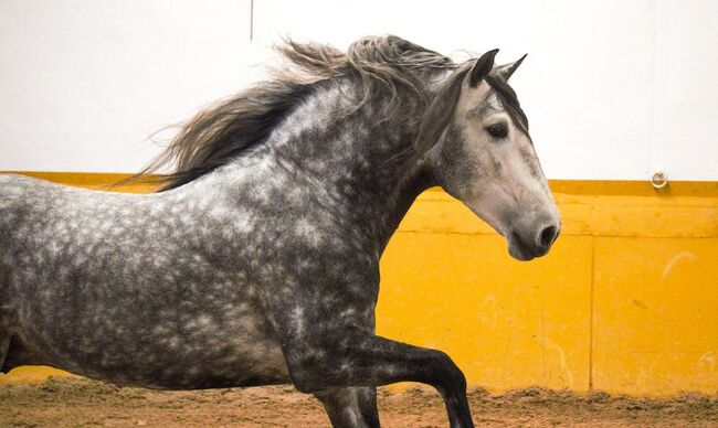 PRE Mähnenkracher der Extraklasse Torreluna Show oder mehr, Post-Your-Horse.com (Caballoria S.L.), Horses For Sale, Rafelguaraf, Image 11