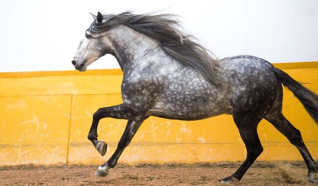 PRE Mähnenkracher der Extraklasse Torreluna Show oder mehr, Post-Your-Horse.com (Caballoria S.L.), Horses For Sale, Rafelguaraf, Image 8