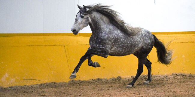 PRE Mähnenkracher der Extraklasse Torreluna Show oder mehr, Post-Your-Horse.com (Caballoria S.L.), Horses For Sale, Rafelguaraf, Image 19