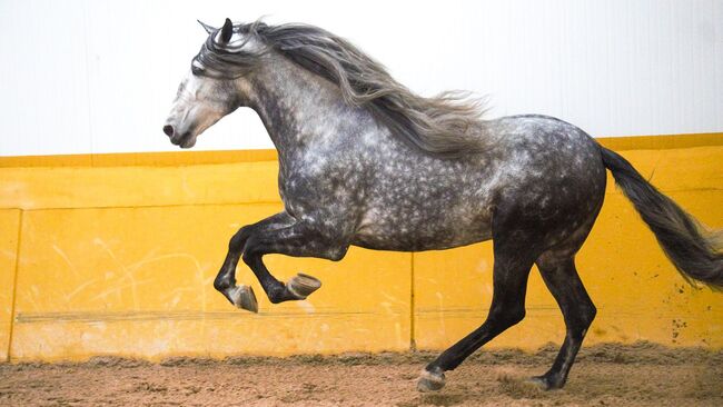 PRE Mähnenkracher der Extraklasse Torreluna Show oder mehr, Post-Your-Horse.com (Caballoria S.L.), Konie na sprzedaż, Rafelguaraf, Image 20