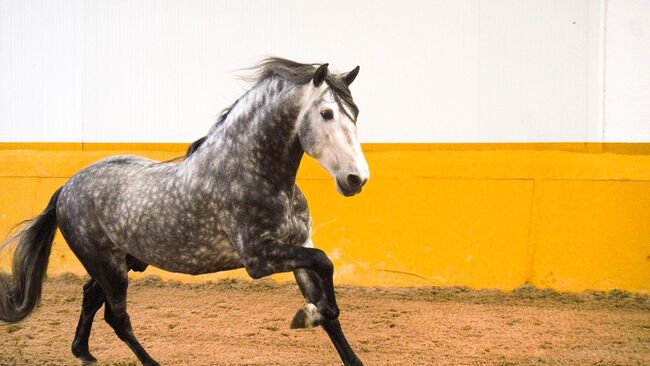 PRE Mähnenkracher der Extraklasse Torreluna Show oder mehr, Post-Your-Horse.com (Caballoria S.L.), Konie na sprzedaż, Rafelguaraf, Image 5