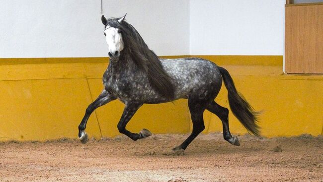 PRE Mähnenkracher der Extraklasse Torreluna Show oder mehr, Post-Your-Horse.com (Caballoria S.L.), Konie na sprzedaż, Rafelguaraf, Image 12