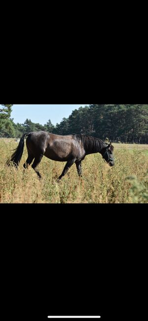 Pre Stute 6 Jahre Herzenspferd, Lisa, Horses For Sale, Berlin, Image 7