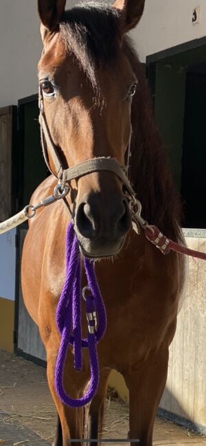 PRE Stute 8 Jahre, Isabella, Horses For Sale, Aschau, Image 3