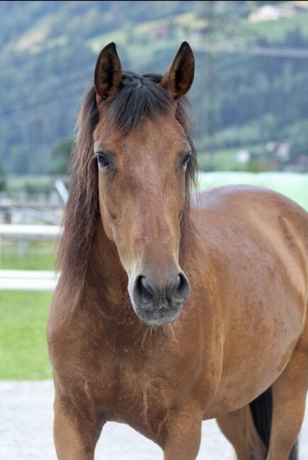 PRE Stute 8 Jahre, Isabella, Horses For Sale, Aschau