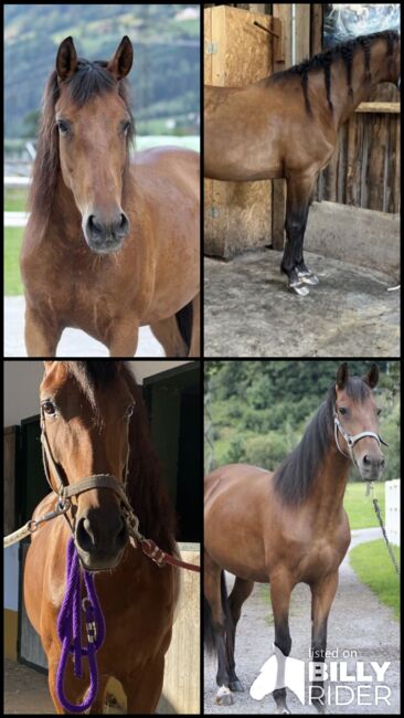 PRE Stute 8 Jahre, Isabella, Horses For Sale, Aschau, Image 6