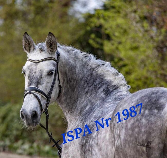 In Deutschland gezogene PRE Stute, ISPA - Iberische Sportpferde Agentur (ISPA - Iberische Sportpferde Agentur), Horses For Sale, Bedburg, Image 4