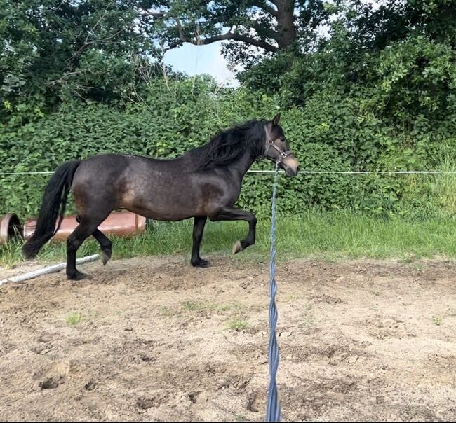 PRE Stute Zucht Beisteller tausch, Franzi, Horses For Sale, Schiffdorf, Image 2