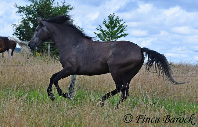 PRE, Stute, Schimmel, 162 cm, 5 Jahre, angeritten, Alex, Horses For Sale, wiebelsheim, Image 9