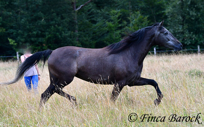 PRE, Stute, Schimmel, 162 cm, 5 Jahre, angeritten, Alex, Horses For Sale, wiebelsheim, Image 5