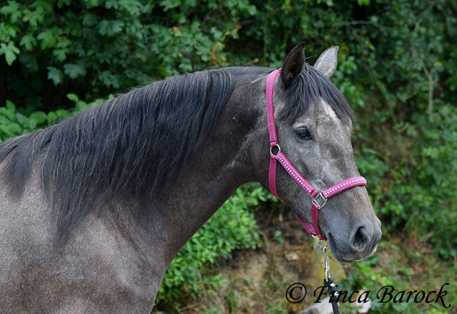 PRE, Stute, Schimmel, 162 cm, 5 Jahre, angeritten, Alex, Horses For Sale, wiebelsheim, Image 18