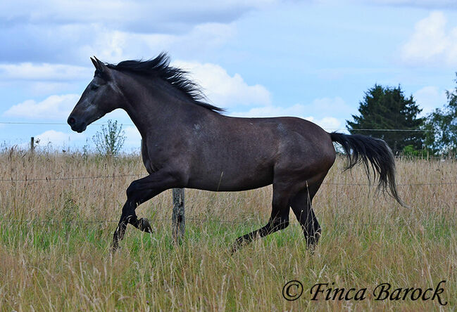 PRE, Stute, Schimmel, 162 cm, 5 Jahre, angeritten, Alex, Horses For Sale, wiebelsheim, Image 8