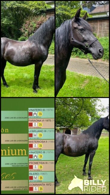 PRE Stute „Lujosa JF“ eine schwarze Perle, Yeguada Wiesca (Angelika Willms) (Yeguada Wiesca), Horses For Sale, Ruppichteroth , Image 5