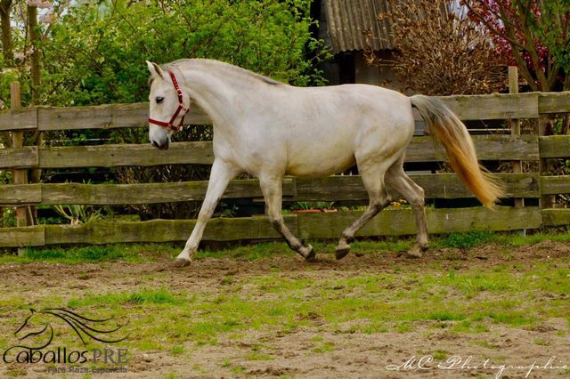 PRE Stute - Geritten - 6 jährig - ca. 1.64 m, Thomas Adams (Caballos PRE), Horses For Sale, Bell, Image 3