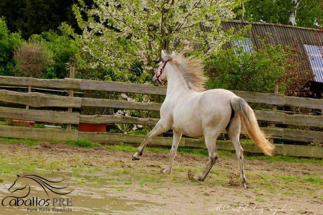 PRE Stute - Geritten - 6 jährig - ca. 1.64 m, Thomas Adams (Caballos PRE), Horses For Sale, Bell, Image 8