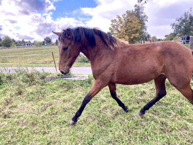 PRE Stute Nachwuchspferd für Turnier und Freizeit, Arlt, Horses For Sale, Ballenstedt , Image 3