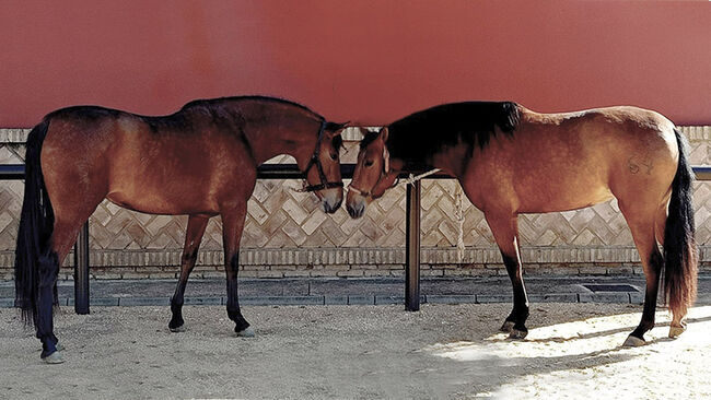 PRE Stuten auch einzeln, ISPA - Iberische Sportpferde Agentur (ISPA - Iberische Sportpferde Agentur), Horses For Sale, Bedburg, Image 2