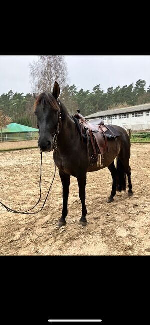 Pre Stute 6 Jahre Herzenspferd, Lisa, Horses For Sale, Berlin, Image 8