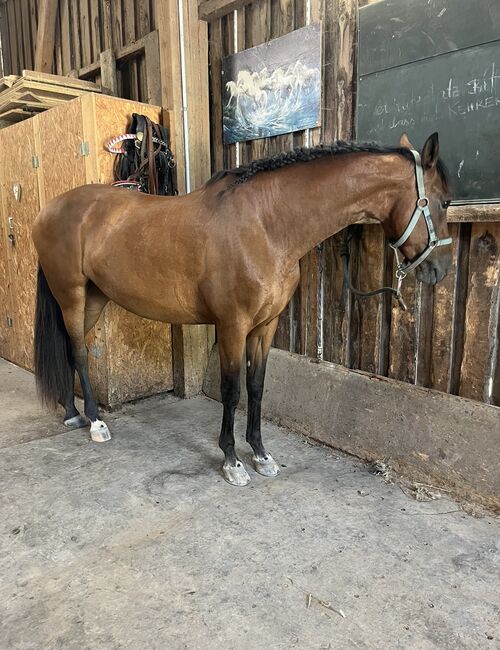 PRE Stute 8 Jahre, Isabella, Horses For Sale, Aschau, Image 5