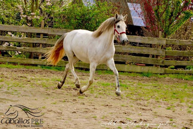 PRE Stute - Geritten - 6 jährig - ca. 1.64 m, Thomas Adams (Caballos PRE), Horses For Sale, Bell, Image 5