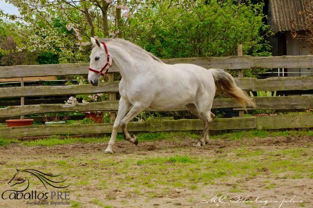PRE Stute - Geritten - 6 jährig - ca. 1.64 m, Thomas Adams (Caballos PRE), Horses For Sale, Bell, Image 4