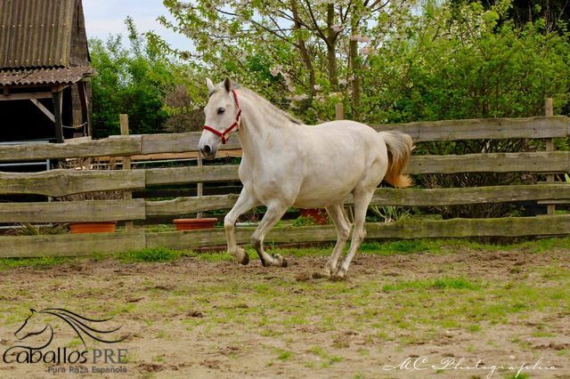 PRE Stute - Geritten - 6 jährig - ca. 1.64 m, Thomas Adams (Caballos PRE), Horses For Sale, Bell, Image 6