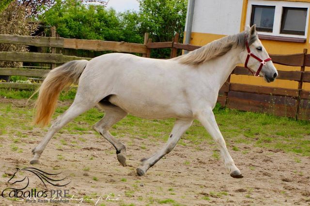 PRE Stute - Geritten - 6 jährig - ca. 1.64 m, Thomas Adams (Caballos PRE), Horses For Sale, Bell, Image 2