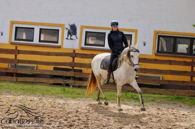 PRE Stute - Geritten - 6 jährig - ca. 1.64 m, Thomas Adams (Caballos PRE), Horses For Sale, Bell, Image 10