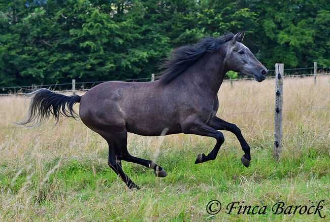 PRE, Stute, Schimmel, 162 cm, 5 Jahre, angeritten, Alex, Horses For Sale, wiebelsheim, Image 14