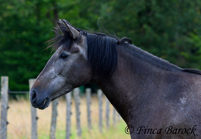 PRE, Stute, Schimmel, 162 cm, 5 Jahre, angeritten, Alex, Horses For Sale, wiebelsheim, Image 20