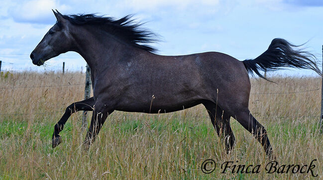 PRE, Stute, Schimmel, 162 cm, 5 Jahre, angeritten, Alex, Horses For Sale, wiebelsheim, Image 10