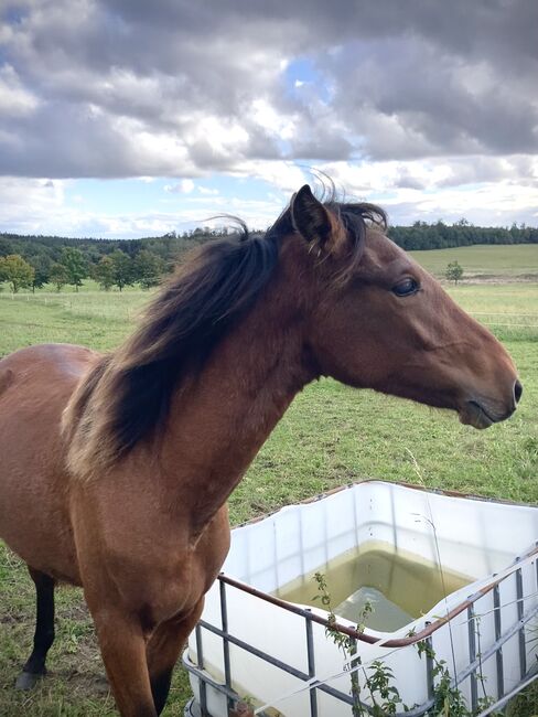 PRE Stute Nachwuchspferd für Turnier und Freizeit, Arlt, Horses For Sale, Ballenstedt , Image 2