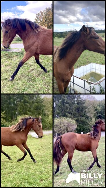 PRE Stute Nachwuchspferd für Turnier und Freizeit, Arlt, Horses For Sale, Ballenstedt , Image 8