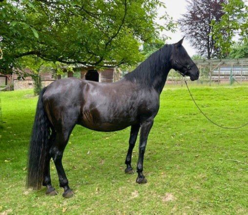 PRE Stute „Lujosa JF“ eine schwarze Perle, Yeguada Wiesca (Angelika Willms) (Yeguada Wiesca), Horses For Sale, Ruppichteroth , Image 4