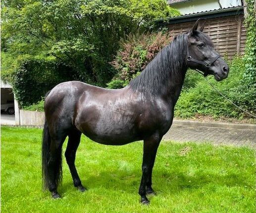 PRE Stute „Lujosa JF“ eine schwarze Perle, Yeguada Wiesca (Angelika Willms) (Yeguada Wiesca), Horses For Sale, Ruppichteroth 