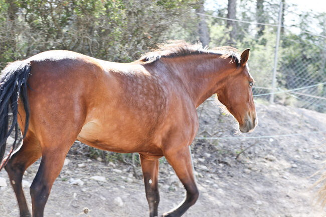 PRE Stute mit einen blauen Auge, Yeguada Trébol, Horses For Sale, Alcoy, Image 3
