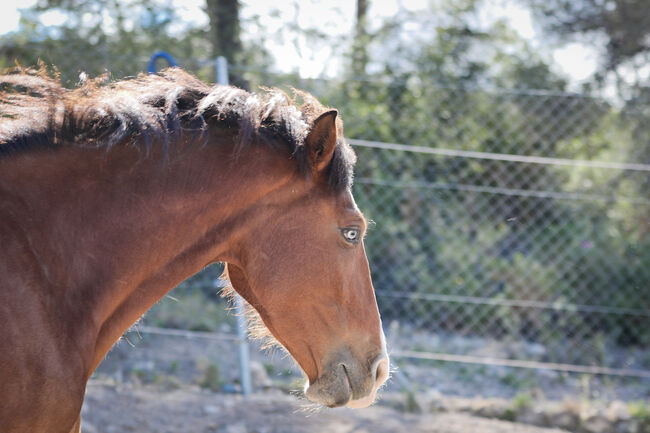 PRE Stute mit einen blauen Auge, Yeguada Trébol, Horses For Sale, Alcoy, Image 4