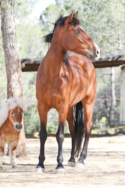 PRE Stute mit einen blauen Auge, Yeguada Trébol, Horses For Sale, Alcoy, Image 14